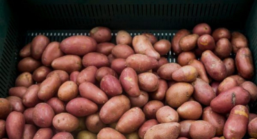 Ceny brambor v roce 2019